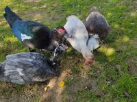 Ducks — photo 3