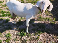 Capra, Beetal goats — foto 4