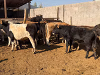 Toro, Ganado vacuno — foto 1