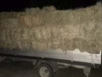 Сено в тюках 3 укос клевер и разнотравье - Прессованные тюки — फ़ोटो 2