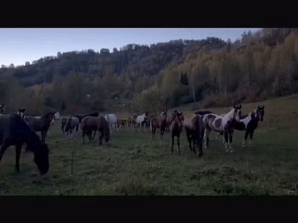 암말, New Altai Horse