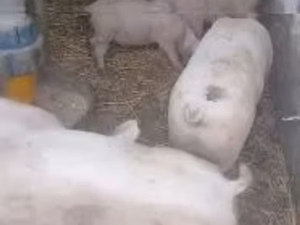 Boar, Pigs — Hungary