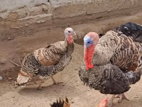 Turkeys — Hungary