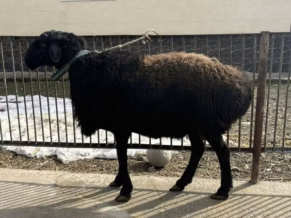 Ram, Sheep — Kazakhstan