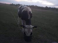 公牛, Holstein breed — 照片 3