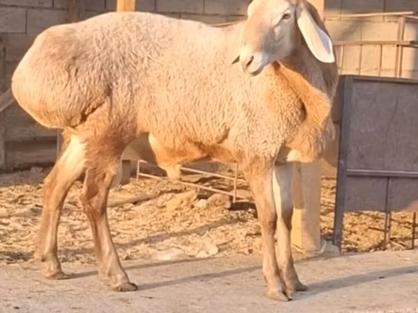 Ram, Hissar sheep — Kyrgyzstan
