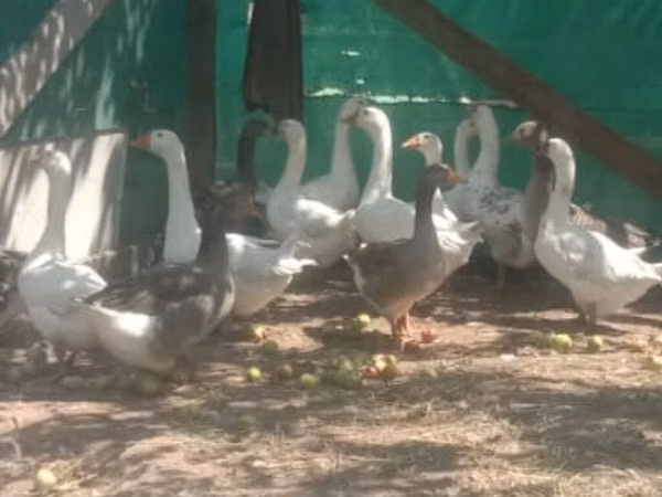 Geese — কিরগিজিস্তান