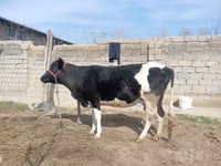 Ko, Russian Black pied cattle — foto 6