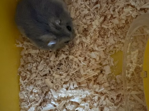 Kiçik heyvan dəsti – cüce hamster və qəfəsi - Növ: cüce hamster (boz