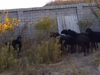 Sheep, Hissar sheep — photo 4