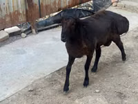 公羊, Sheep — 照片 3