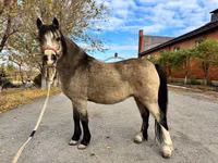 Mare, Welsh Mountain Pony — photo 7