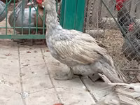 Ducks — تصویر 1