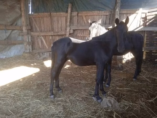 Асп, Nonius horse