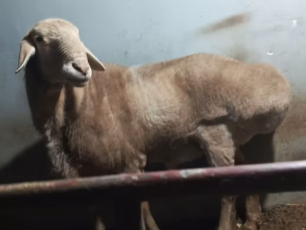 Kambing jantan, Sheep — Uzbekistan