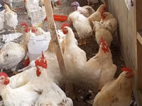 Turkeys — 2. fotó
