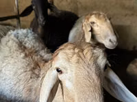 แกะตัวเมีย, Arashan sheep — รูปภาพ 4