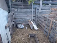 Ducks — புகைப்படம் 1
