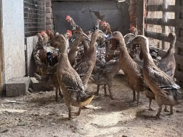 Индийский бегун