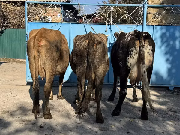 गाय, मवेशी