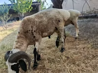 ஆண் ஆடு, Blackheaded Persian sheep — புகைப்படம் 2