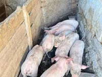 خنزير ذكر, الخنازير — الصورة 3