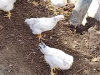 Chickens — รูปภาพ 2