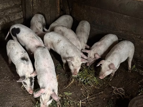 Babi hutan, Pigs