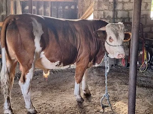 Bull, Cattle — Moldova