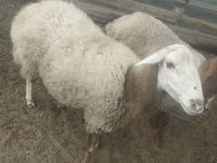 نعجة, الأغنام — الصورة 1