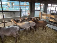 Koyun, Tian-Shan semifinewool sheep — foto 2