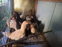 Chickens — 3 зураг