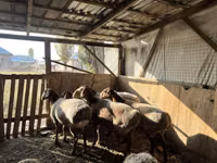 Får, Arashan sheep — foto 5
