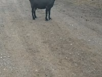 Ziegenbock, Ziegen — Foto 2