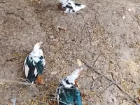 Geese — photo 3