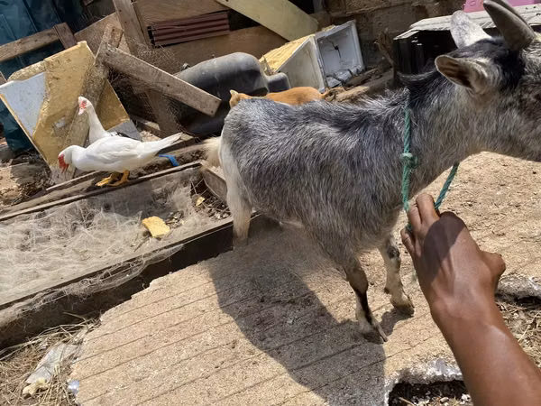 母山羊, West African dwarf goats