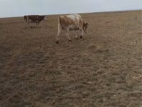 ላም, Cattle — ፎቶ 3