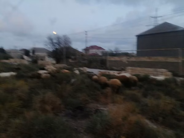 Sheep (batch, sex not specified), Sheep — Azerbaijan