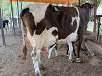 Vache, Latvian Blue cattle — photo 2