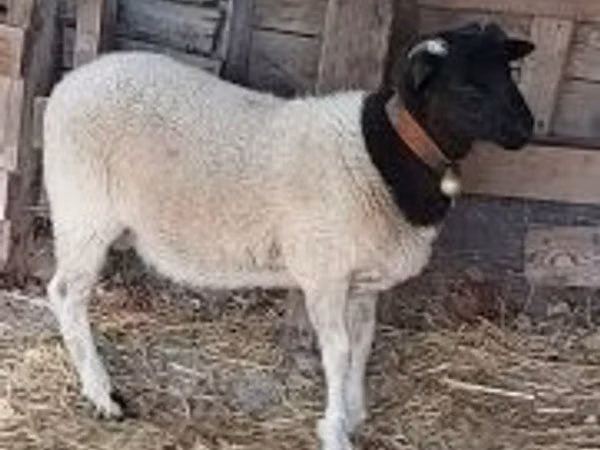 Ram, Dorper sheep