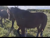 مادیان, Horse breed — عکس 2