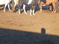 Horse (M), Horses — photo 1