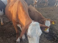 Vache, Simmental cattle — photo 6