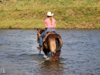 حصان, Quarter Horse — الصورة 8