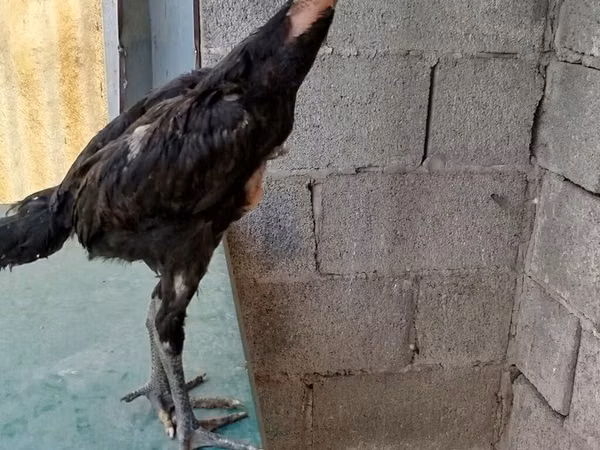 Chickens — Kyrgyzstan