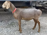 Модагӯсфанд, Arashan sheep — акс 1