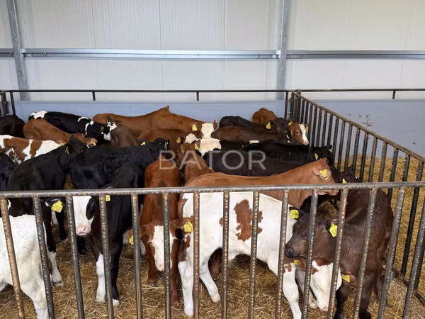 Cattle (batch, sex not specified), Simmental cattle — Poland