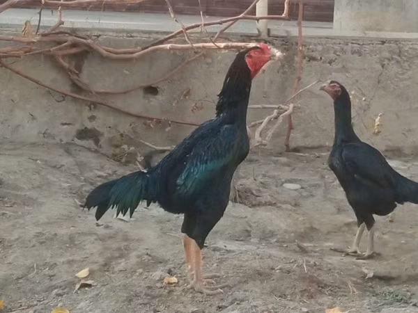 Chickens — Uzbekistan