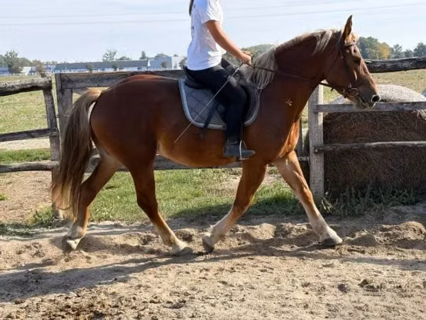 Horse (M), Horses