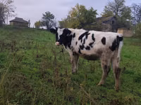Krava, Russian Black pied cattle — fotografija 2